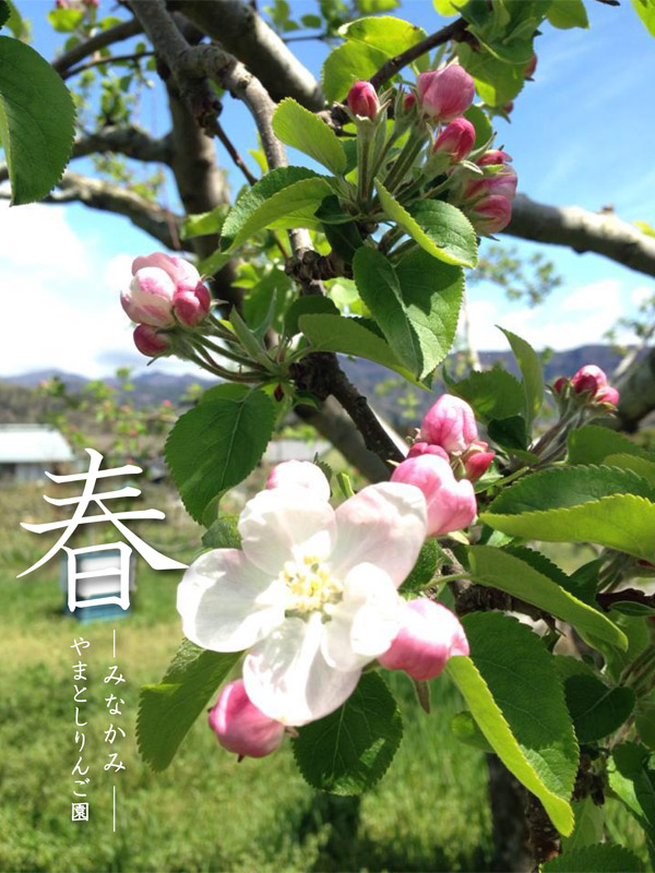 春のりんご園