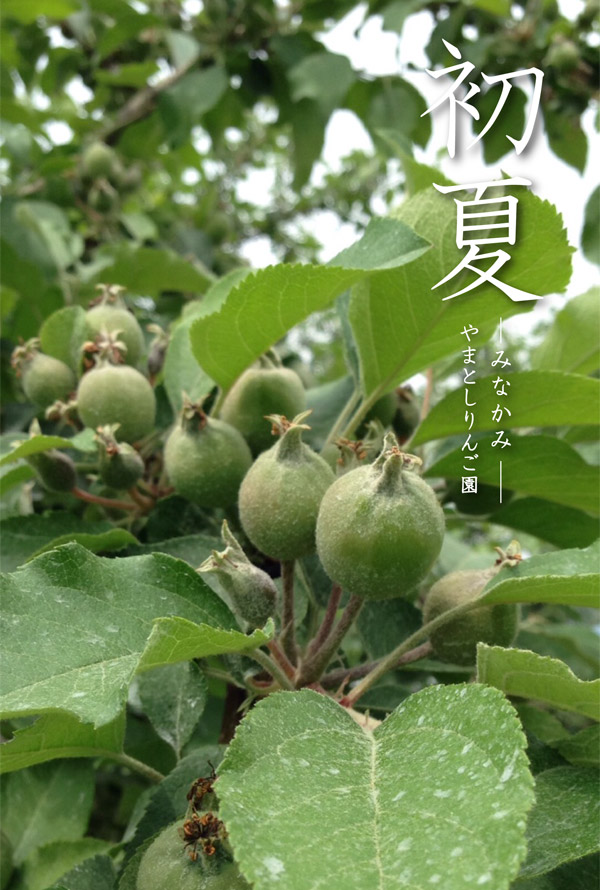 初夏のりんご園