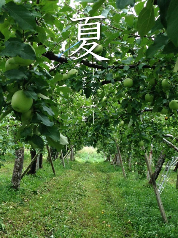 夏のりんご園