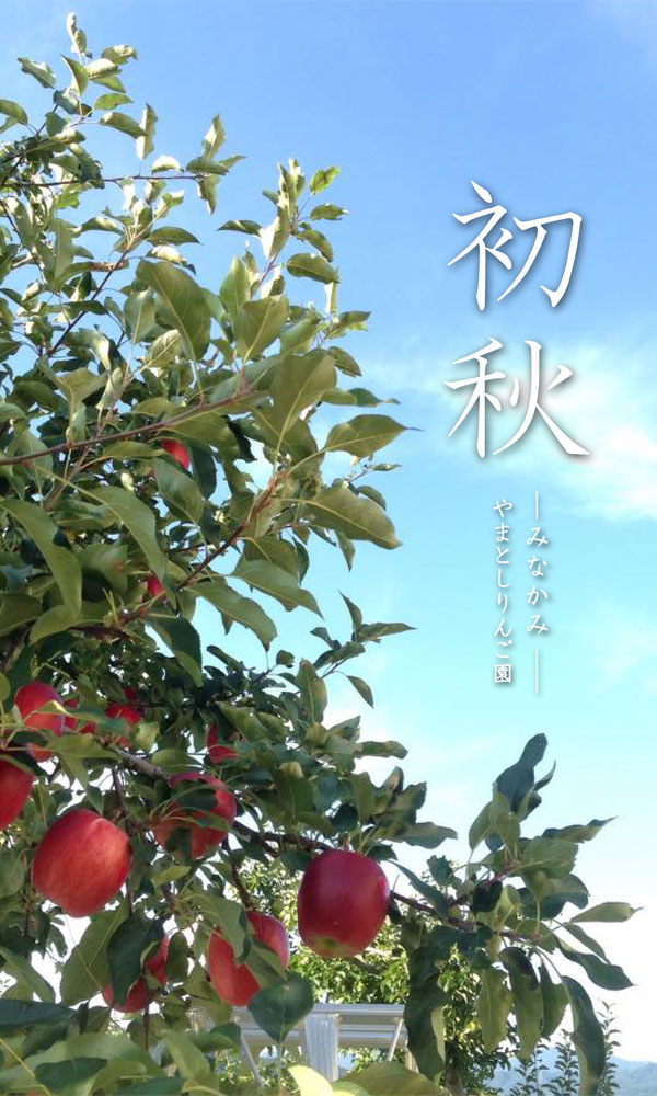 初秋のりんご園