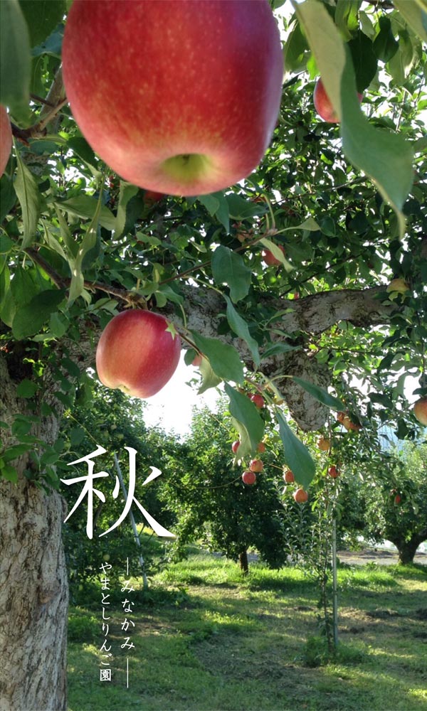 秋のりんご園